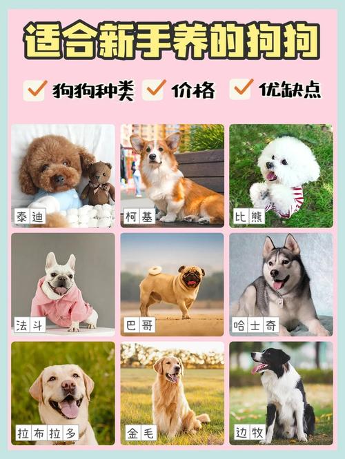 伊洛纳养狗秘籍，解锁养狗大师成就，探索无限乐趣
