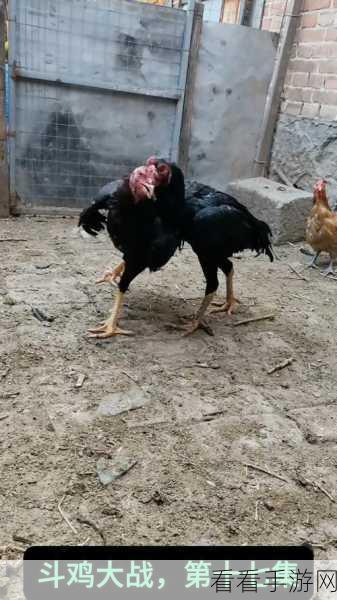 斗鸡场风云再起，掌握这些技巧，让你在疯狂斗鸡中脱颖而出
