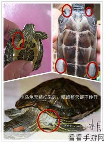 就我眼神好找出乌龟通关秘籍及隐藏任务触发全攻略