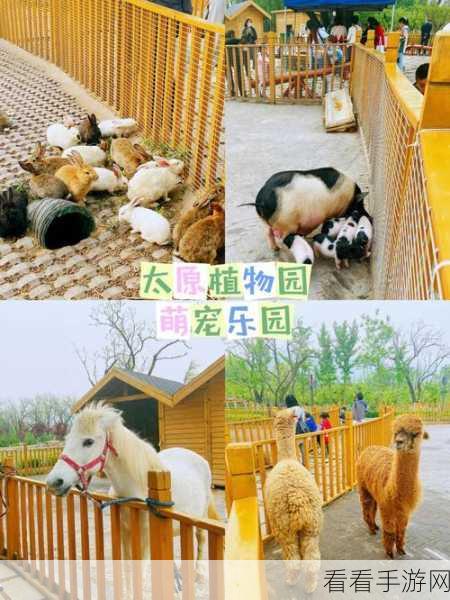 萌宠乐园，探索女孩最爱的动物主题手游新世界