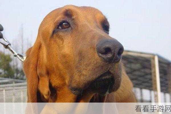 寻血犬45弹新增语言支持,全球玩家共赴冒险之旅