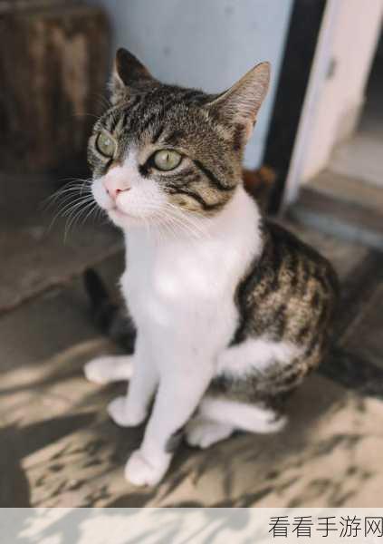 大蚁冢荒地探险，寻觅神秘猫咪的隐匿之所