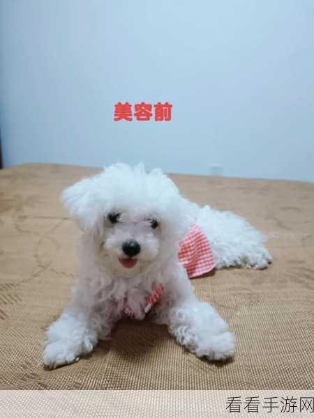 丑小鸭逆袭记，变身攻略助你通关丑小鸭与癞蛤蟆挑战赛