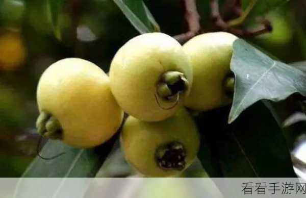 探秘江湖秘宝，龟甲片神奇功效全解析