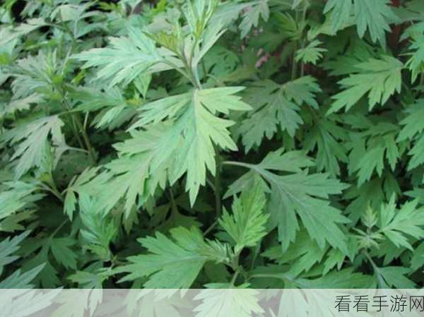 探秘江湖秘宝，龟甲片神奇功效全解析