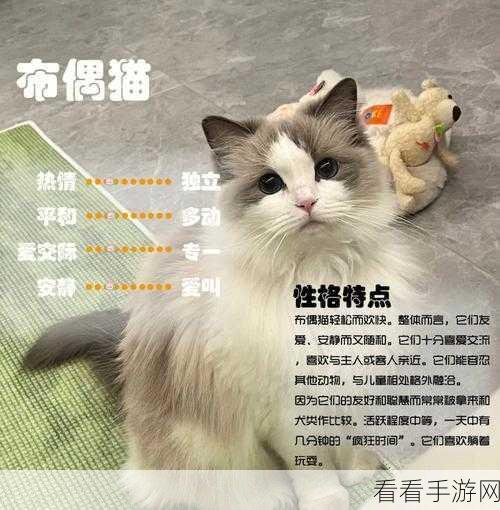 布偶动物的餐厅，轻松获取椅子桌子与更多精美家具秘籍