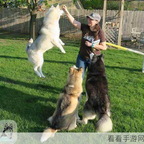 狗狗也能玩英雄联盟手游？揭秘宠物与游戏的奇妙互动！