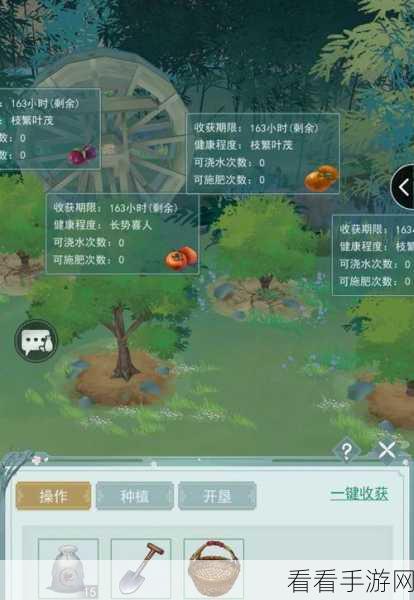 江湖悠悠，果树苗购买指南与种植攻略大揭秘
