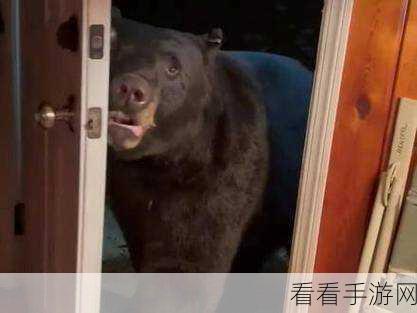 狗熊携手最佳召唤师，制霸上分之路