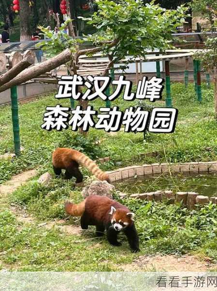 动物森林新手速成秘籍，掌握快速上手指南，称霸森林不是梦！