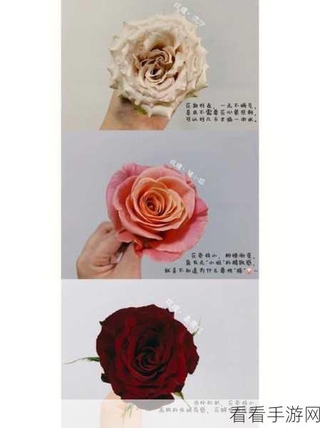 玫瑰小姐手游深度攻略，解锁从新手到高手的秘籍