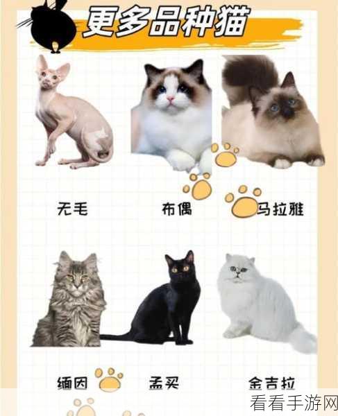 三界铲屎官必备！猫咪图鉴第二弹，珍稀喵喵等你来