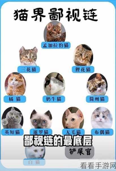 三界铲屎官必备！猫咪图鉴第二弹，珍稀喵喵等你来
