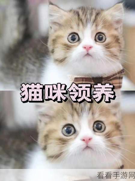 饮料小镇新宠上线！魔法猫咪雪团萌动来袭，限时领养活动火热开启