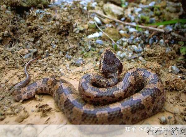 梦境探秘大赛，揭秘蛇踪之谜，掌握寻蛇绝技赢大奖