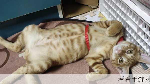 躺躺猫常驻共斗攻略大揭秘，背鳍三兄弟挑战全解析