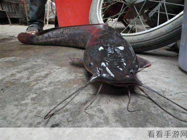 浮石之旅，黑鲶钓鱼换取海角弓的详尽攻略