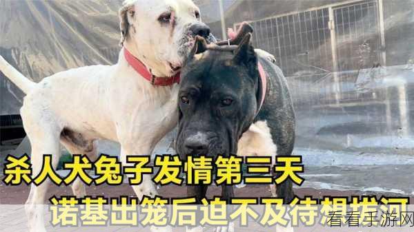绝区零绳与兔委托通关秘籍大揭秘