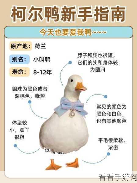 手游闪亮的你维护更新，柯尔鸭认养数量增加，萌宠养成新体验！