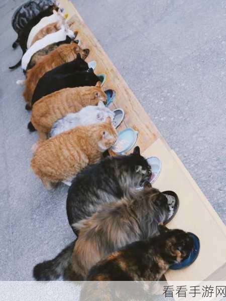 揭秘猫博物馆第六关绝妙通关技巧，解锁隐藏机关，速通攻略大放送