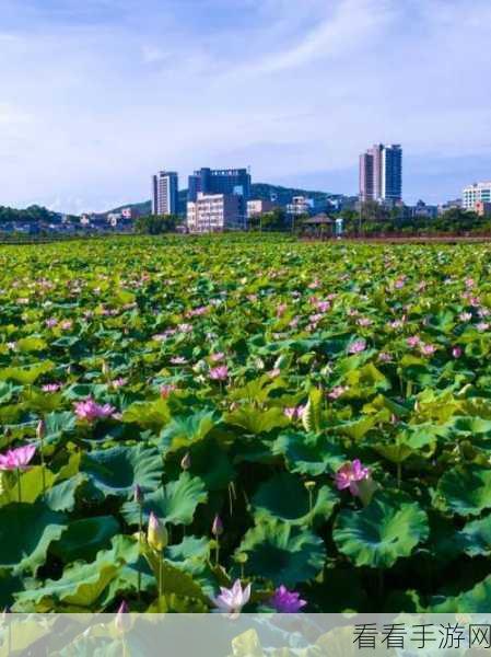 魅力无限！深入探寻阳江最大人工湖——鸳鸯湖公园