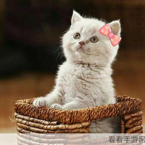 猫话列国新手秘籍，FAQ 全解析