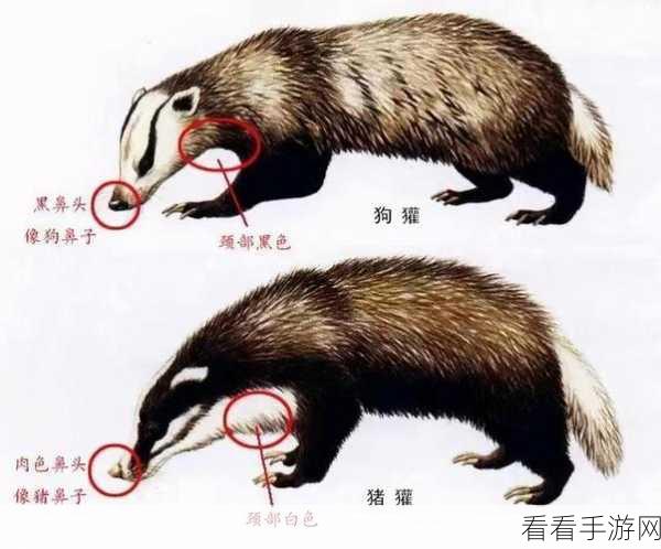 决斗石灵之地，闰土、猹、烈山与蛤蟆的激烈交锋