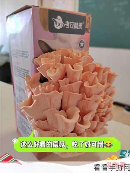 灵契少女珍稀食材探秘，秀珍蘑菇全攻略