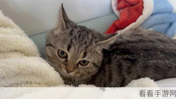 小猫爱消除，打造猫咪温馨小窝 装修玩法全攻略