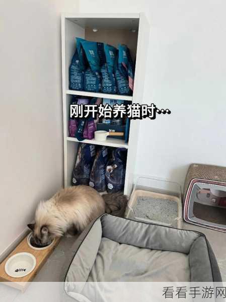 小森生活养猫攻略，轻松将萌宠猫咪带回家，打造温馨家居生活