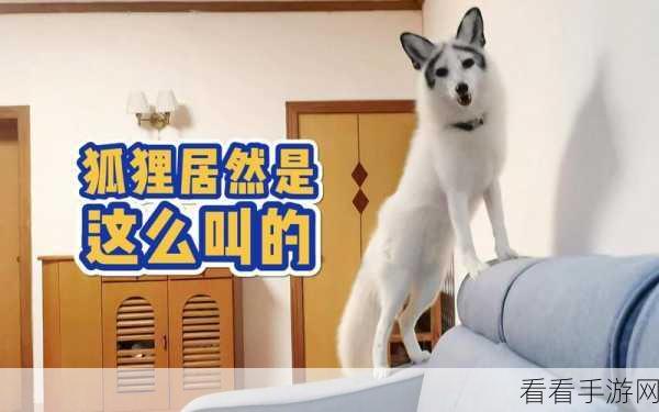揭秘，狐狸局内待机动作的神秘面纱
