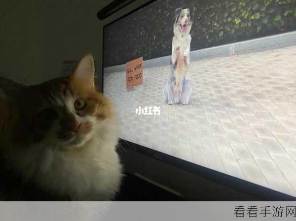 三界铲屎官，国风猫咪的奇妙特性全解析