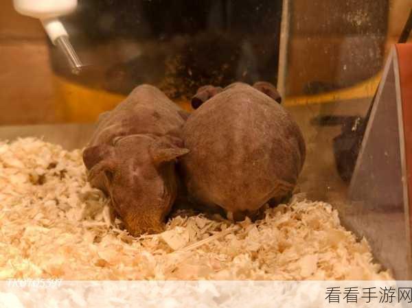 萌宠部落，解谜手游兑换码大揭秘与精彩玩法推荐