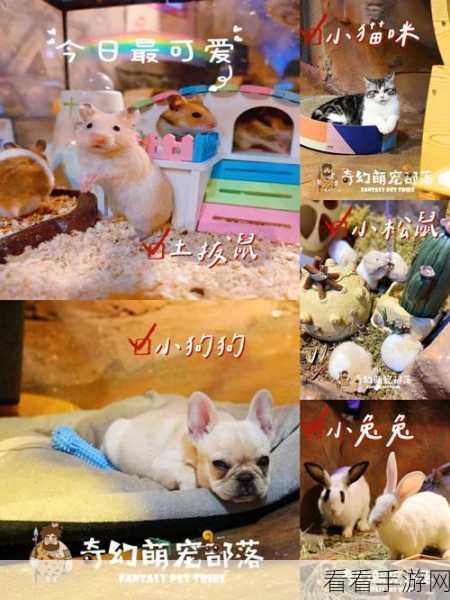 萌宠部落，解谜手游兑换码大揭秘与精彩玩法推荐