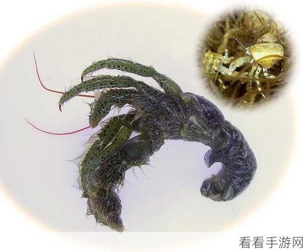 探秘黑暗美食坊 动物联盟快速上手秘籍