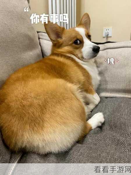 探秘龙之谷，解锁萌宠肥滚滚柯基的独家攻略