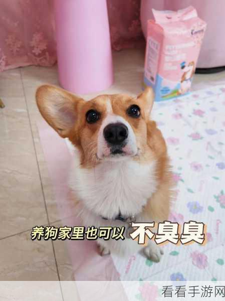 探秘龙之谷,解锁萌宠肥滚滚柯基的独家攻略