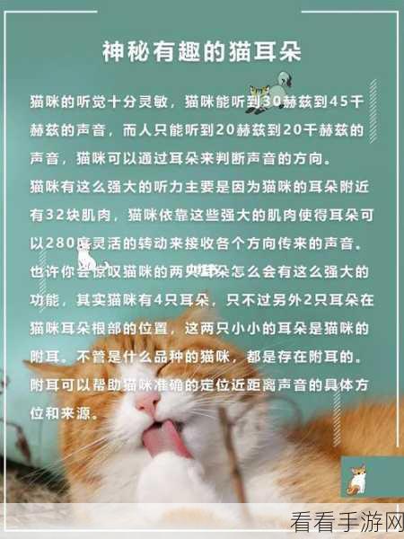 深度探秘，另一个伊甸中 AS 猫可可的独特魅力