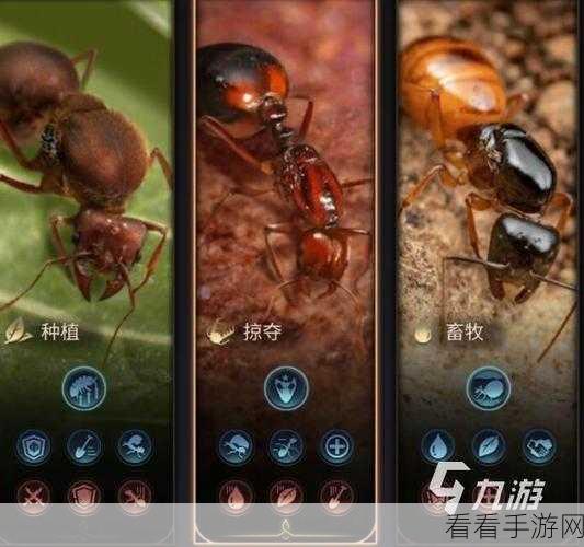 小小蚁国蚁国指南，最强区域战第二波致胜秘籍大揭秘
