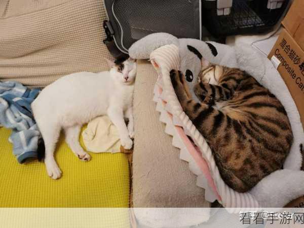 轻松打造猫猫影楼的魅力音乐相册秘籍