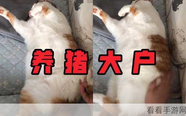 养猪致富路，养猪大亨模拟经营手游火爆上线