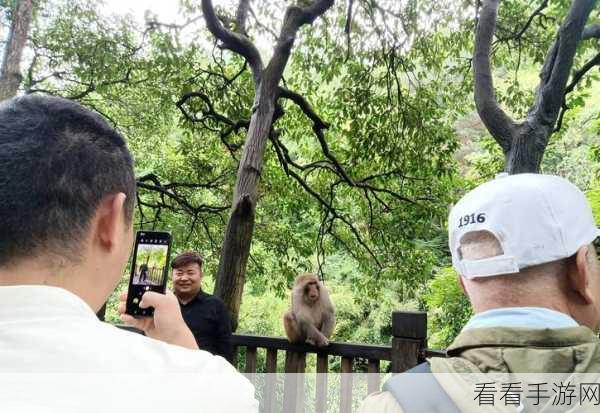 熊猫登山者，趣味闯关新体验，挑战极限登顶之旅