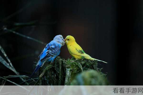 鹦鹉展翅,翱翔丛林,丛林鸟模拟器深度体验与下载指南