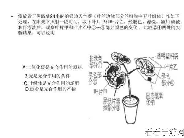 深度解析，C Enabled 的强大功能与实际用途
