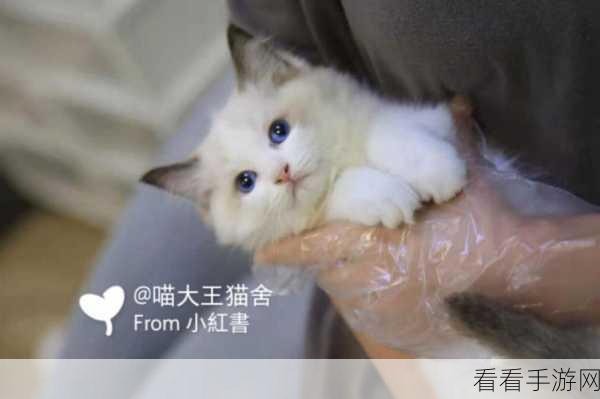 喵趣横生！免费猫系休闲益智手游喵了不起精彩上线