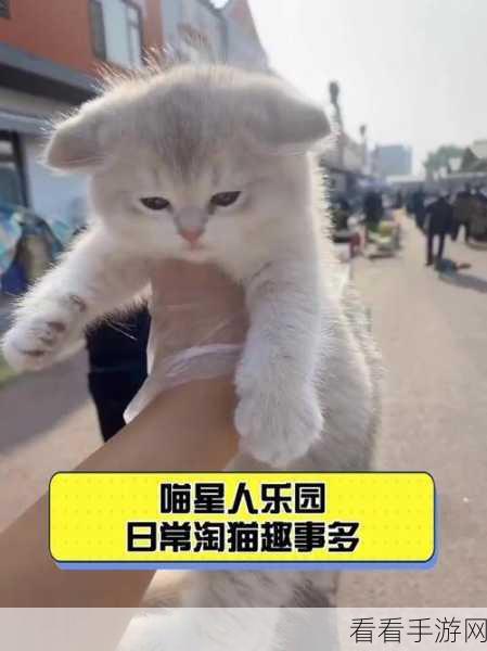 灵猫传，趣味休闲养成新体验，打造专属喵星人乐园