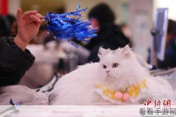 萌翻全场！吃星星的猫咪1.0.1安卓版正式上线，喵星人休闲新体验