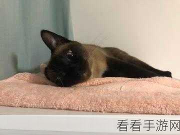 小米哆啦大冒险手机版震撼上线,萌宠伴你共赴奇幻战斗之旅