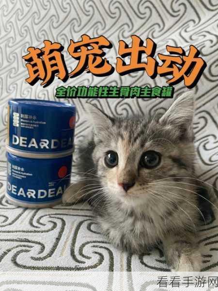 猫咪历险记，大都市生存挑战，萌宠争霸新篇章