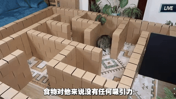 车窗逃脱的猫大人，挑战解谜新高度，智勇双全者的游戏盛宴